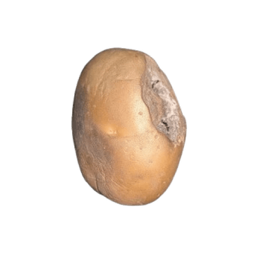 Vector camera capture 1 of 8 of a potato as it rotates through the vision zone
