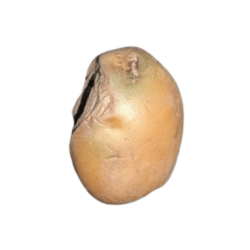 Vector camera capture 6 of 8 of a potato as it rotates through the vision zone