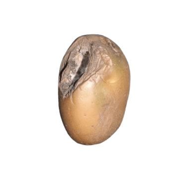 Vector camera capture 7 of 8 of a potato as it rotates through the vision zone