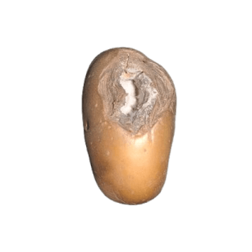 Vector camera capture 8 of 8 of a potato as it rotates through the vision zone