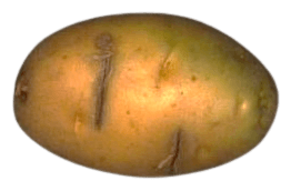 Potato with deep cuts across the surface