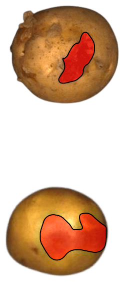 Two potatoes with their defect regions precisely outlined and highlighted in red by Vector's AI