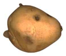 Potato with small holes in the skin