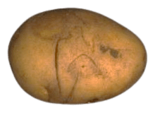 Potato with light surface cuts