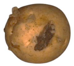 Potato with a rotten patch on its surface