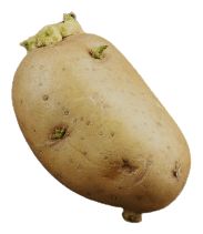 Potato with green sprouts emerging from the crown